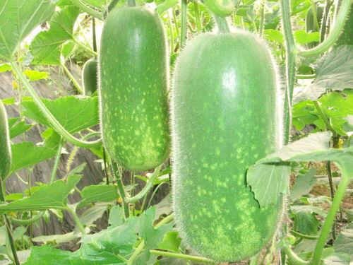 墩墩吃瓜作者,揭秘娱乐圈幕后故事