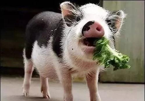 小猪吃瓜文案搞笑,笑料横生，瓜田笑果连连