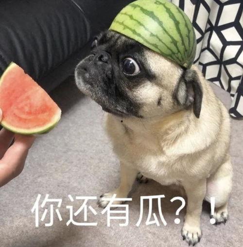 张嘴吃瓜小狗表情包,萌态可掬，笑点满满