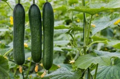 4月吃瓜,盘点娱乐圈的甜蜜与苦涩