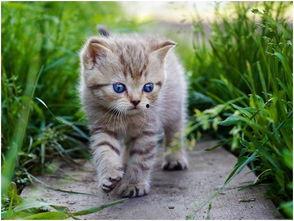 娱乐吃瓜酱猫咪视频,萌态十足，网友直呼“太可爱了！”