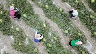 吃瓜群众岙岙,揭秘吃瓜群众的趣味生活