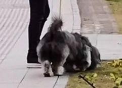 恶鼠吃瓜,一场荒诞的生态闹剧