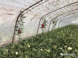 刘家峡吃老瓜,探寻老瓜美食文化之旅