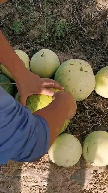 平常吃的瓜软,探寻日常美食中的甜蜜诱惑