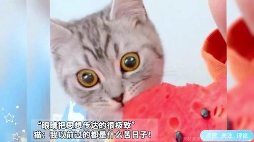 猫咪卖瓜吃瓜图片表情包,萌态十足表情包来袭！