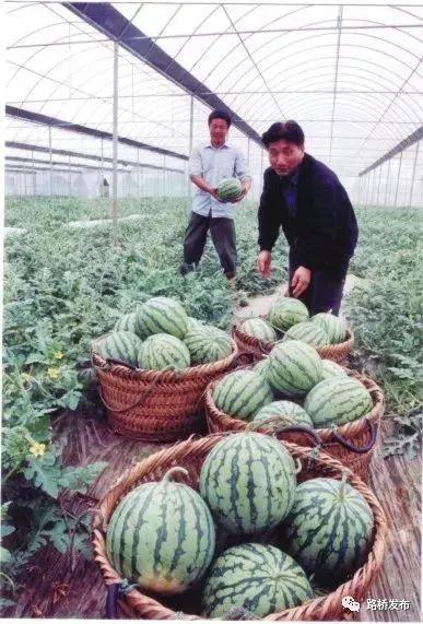 郑州吃瓜文化,揭秘城市中的网络热事与社交现象