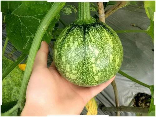 小霖霖吃瓜,小霖霖的瓜田奇遇记