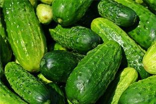 孕妇梦见吃棚瓜