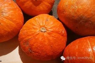 吃方瓜喝中药,健康生活新体验