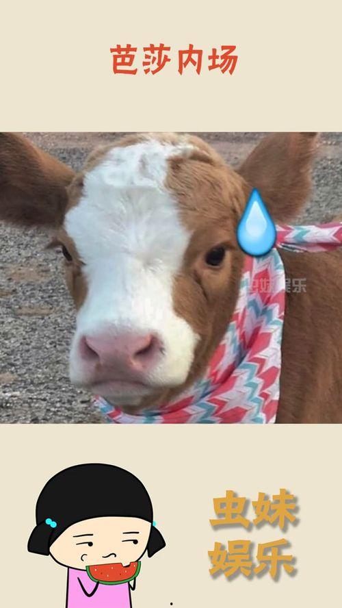 抖音吃瓜速度,揭秘娱乐圈最新热点