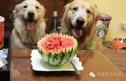 道具吃瓜狗,揭秘娱乐圈背后的秘密与真相