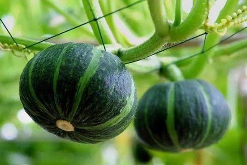 承欢记在酒店吃瓜,酒店吃瓜，揭秘娱乐圈幕后风云