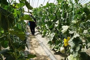 西峡吃瓜视频,揭秘当地特色美食背后的故事