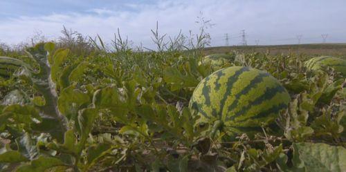 会昌吃瓜群众看我作品,我的作品解读