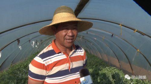 吃瓜群众抢鲜西瓜视频,吃瓜群众抢鲜西瓜视频，夏日清凉一夏