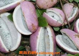 怀孕可以吃八月瓜吗,八月瓜的适宜与禁忌